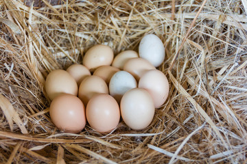 Fresh chicken eggs in a nest