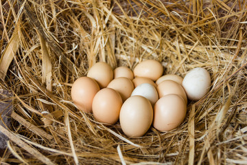 Fresh chicken eggs in a nest
