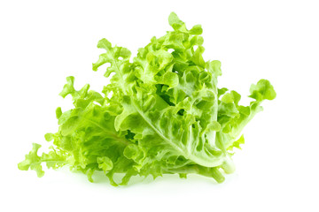 Fototapeta premium Green oak leaf lettuce isolated on white background