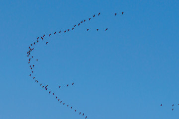 a flock of birds in the form of a wedge