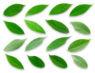 Green leaves isolated on a white background