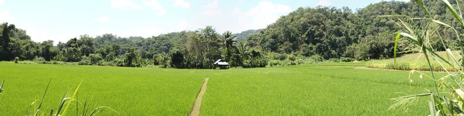 panoramic view of green lush rice fields almost ready for harvest, small communal farm, rural Northern Thailand, Mae Hong Son, Southeast Asia