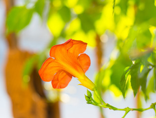 A back view of an orange flower.