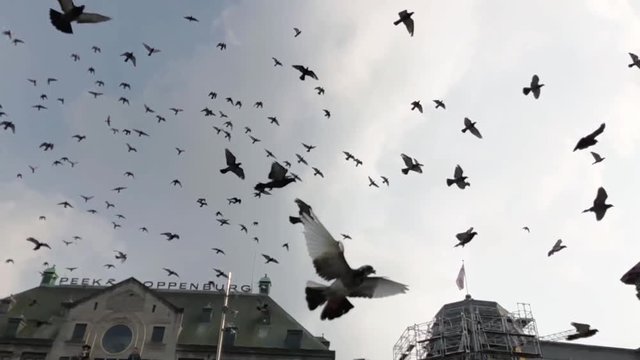 A huge flock of doves flying over Amsterdam downtown, Dam Square, Madame Tussauds.