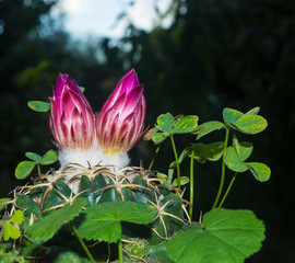 A closeup image of a  pair of cactus flower.