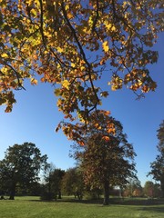 A view of trees in a park in autumn.