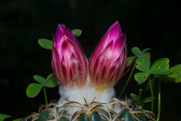 A closeup image of a  pair of cactus flower.