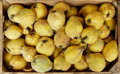 Erntefrische gelbe Quitten in einer Kiste von oben