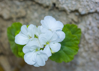 Geranium white flowers with rock background.