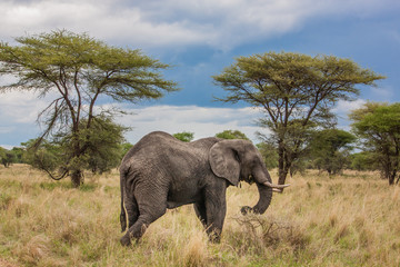 Fototapeta na wymiar Elephant, Tanzania