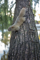 Obraz premium squirrel on tree