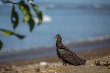 Black Vulture Costa Rica