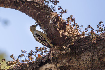 Woodpecker Costa Rica