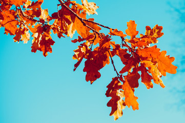Red autumn oak leaves on a branch