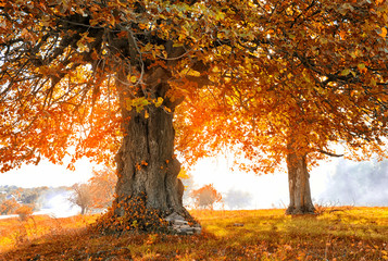 Autumn landscape with tree in sunlight © nmelnychuk