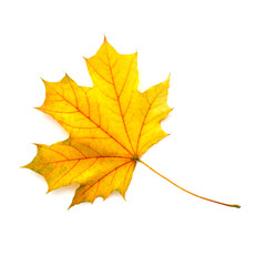 Autumn maple leaf isolated on a white background. Top view.