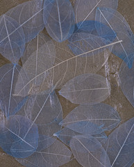 tile, blue transparent leaves