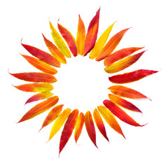 Autumn leaves in the form of the sun isolated on white background. Top view.