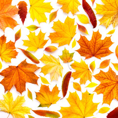 Colorful autumn leaves on white background. Top view