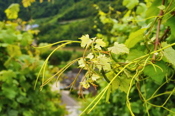 rankende grüne Wilde Weintrauben im Sommer

