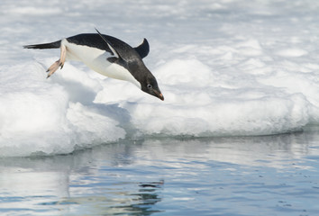 Diving Adelie Penguin