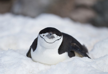 Winking Chinstrap Penguin