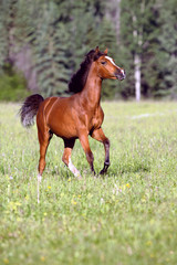 Fototapeta premium Playful Bay Arabian Colt biegający na zielonych pastwiskach trawy latem.
