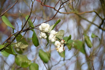 Weiße runde Früchte an einem Knallerbsenstrauch