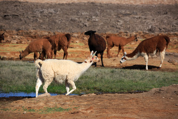 Lama © Andreas Edelmann