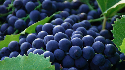 bunches of blue grapes with green leaves on the grass close up