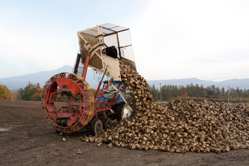 ビートの収穫作業