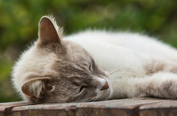 Young gorgeous  brown and white domestic cat asleep on a slatted wooden table