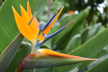 Fototapeta premium Closeup of a colorful strelitzia plant – bird of paradise flower