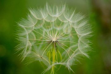 Seeding Dandelion flower from inside.