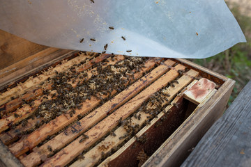 Fototapeta na wymiar Imker beim Kontrollieren seiner Bienenvölker