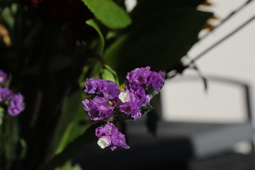 Flores varias del mundo 