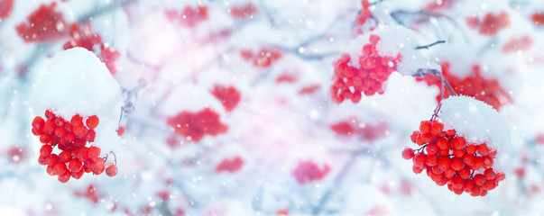 Winter background with bunches of red rowan in the snow - obrazy, fototapety, plakaty