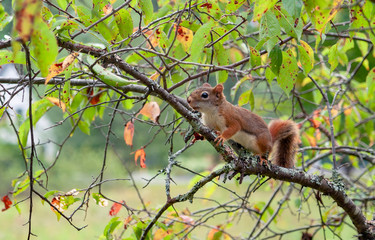squirrel on a tree
