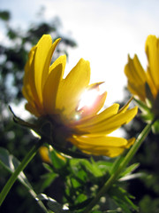 closeup of yellow flower