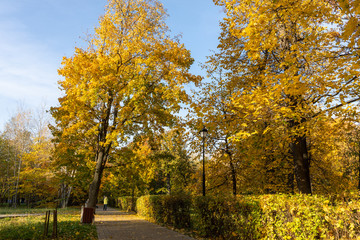 autumn park with yellow leaves