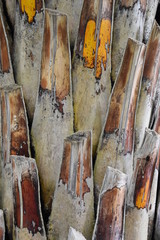 Closeup of a tree bark of a tropical palm tree