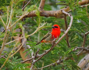 Red Fody bird - foudia madagascariensis