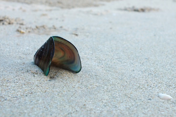 A shells at on the beach