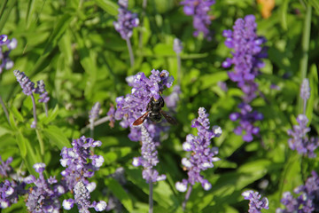 Holzbiene im Lavendel