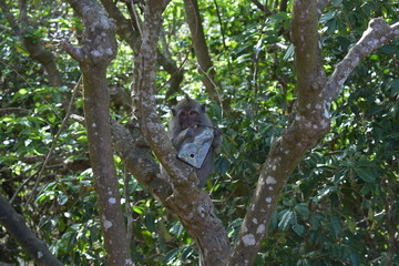 Monkey in Uluwatu