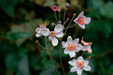 flowers in garden