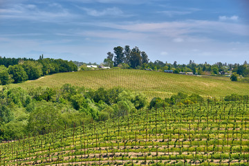 Fototapeta na wymiar Vineyards in California, USA