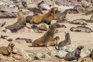Fototapeta premium Brown fur seals (Arctocephalus pusillus), Cape Cross, Namibia.
