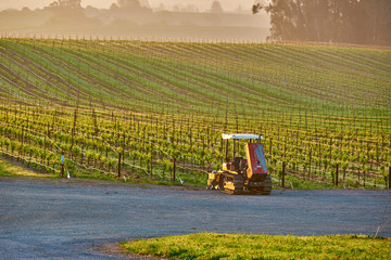 Fototapeta premium Vineyards at sunrise in California, USA