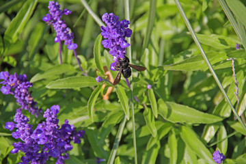 Holzbiene im Lavendel